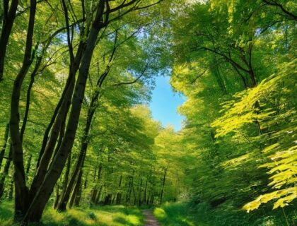 Photo analytical findings